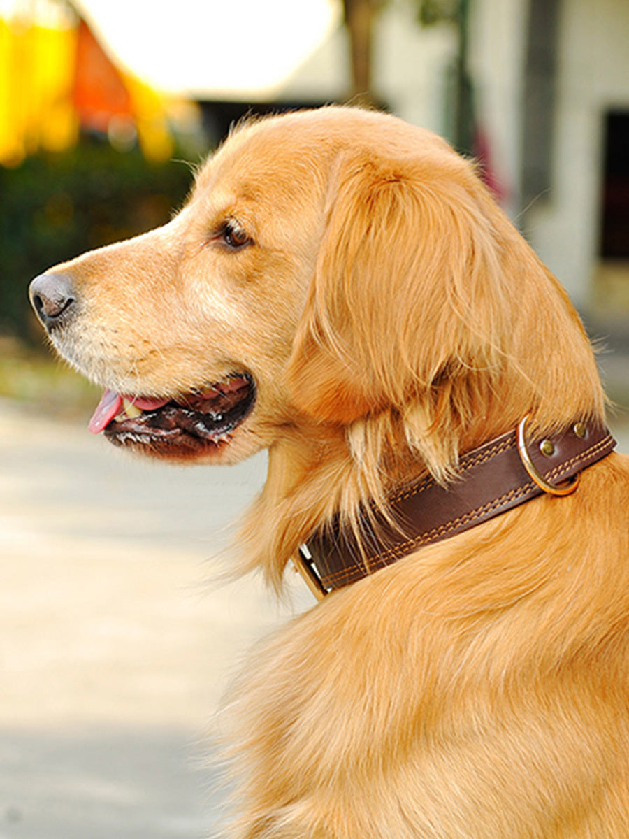 Rio’s Leather Collar