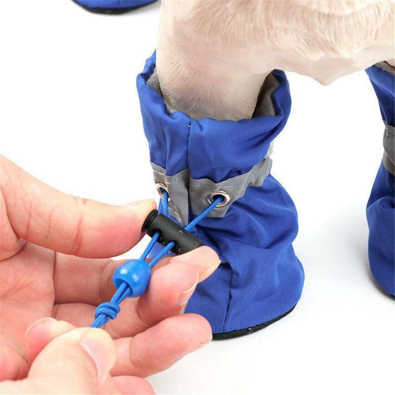 Rio's Everyday Paw